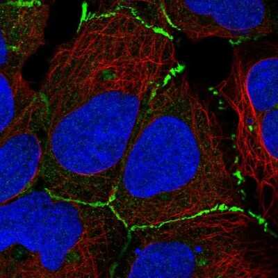 Immunocytochemistry/ Immunofluorescence: DNAJC18 Antibody [NBP2-55723]