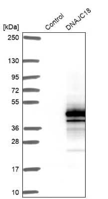 Western Blot: DNAJC18 Antibody [NBP1-81137]