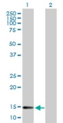 Western Blot: DNAJC19 Antibody [H00131118-B01P]
