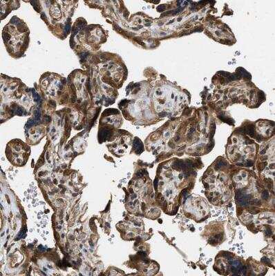 Immunohistochemistry-Paraffin: DNAJC2 Antibody [NBP1-82627]