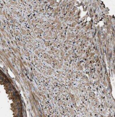 Immunohistochemistry-Paraffin: DNAJC2 Antibody [NBP1-82627]