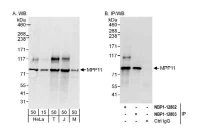 Western Blot: DNAJC2 Antibody [NBP2-12802]