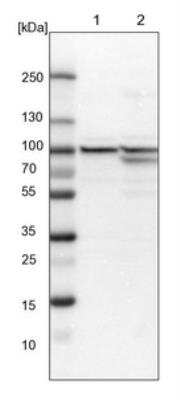 Western Blot: DNAJC2 Antibody [NBP1-82627]