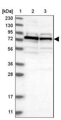 Western Blot: DNAJC2 Antibody [NBP1-82627]