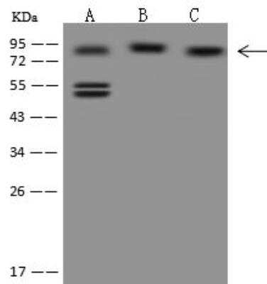 Western Blot: DNAJC2 Antibody [NBP3-12630]