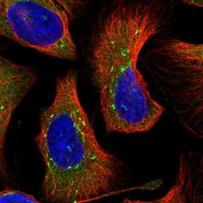 Immunocytochemistry/ Immunofluorescence: DNAJC21 Antibody [NBP2-55467]
