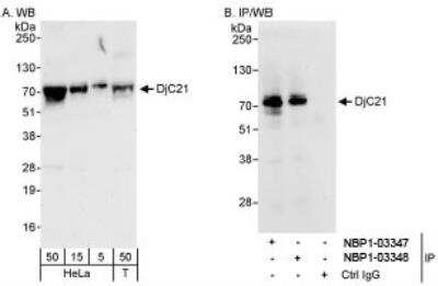 Western Blot: DNAJC21 Antibody [NBP1-03347]