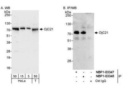 Western Blot: DNAJC21 Antibody [NBP1-03348]