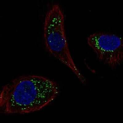 Immunocytochemistry/ Immunofluorescence: DNAJC5B Antibody [NBP2-69037]