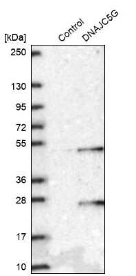 Western Blot: DNAJC5G Antibody [NBP2-38484]