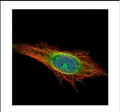 Immunocytochemistry/ Immunofluorescence: DNAJC7 Antibody [NBP2-16196]