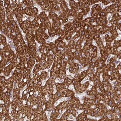 Immunohistochemistry: DNAJC7 Antibody [NBP2-38669]