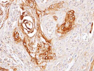 Immunohistochemistry-Paraffin: DNAJC7 Antibody [NBP1-32127]
