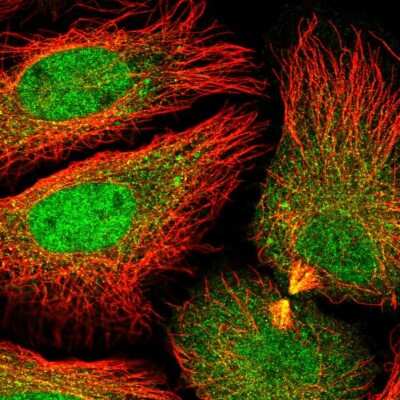 Immunocytochemistry/ Immunofluorescence: DNAJC8 Antibody [NBP2-55251]