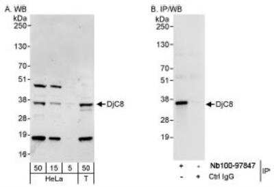 Western Blot: DNAJC8 Antibody [NB100-97847]