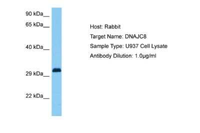 Western Blot: DNAJC8 Antibody [NBP2-87293]