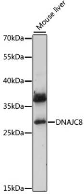 Western Blot: DNAJC8 AntibodyAzide and BSA Free [NBP2-92264]