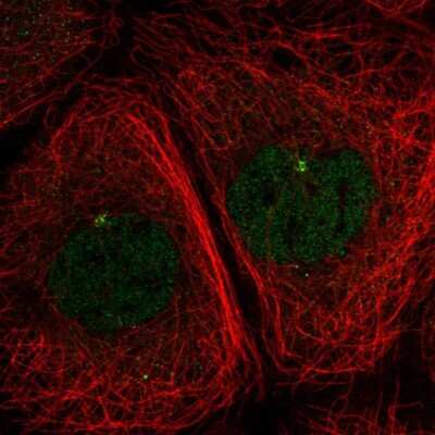 Immunocytochemistry/ Immunofluorescence: DNAL1 Antibody [NBP2-13929]