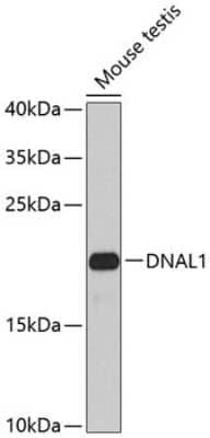 Western Blot: DNAL1 AntibodyBSA Free [NBP2-92922]