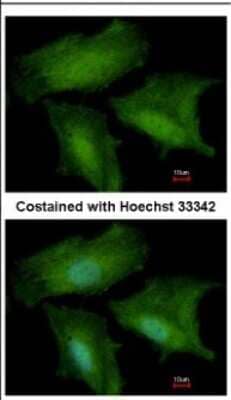 Immunocytochemistry/ Immunofluorescence: DNALI1 Antibody [NBP2-16197]