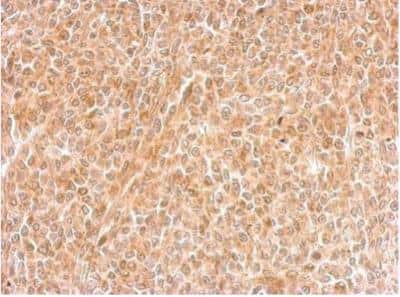 Immunohistochemistry-Paraffin: DNALI1 Antibody [NBP2-16197]
