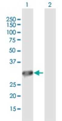 Western Blot: DNALI1 Antibody [H00007802-B01P]