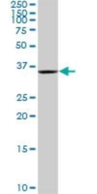 Western Blot: DNALI1 Antibody [H00007802-D01P]