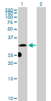 Western Blot: DNALI1 Antibody [H00007802-D01P]