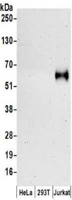 Western Blot: DNAM-1/CD226 Antibody [NBP2-32247]