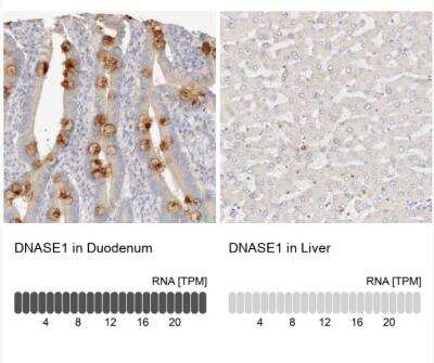 Immunohistochemistry-Paraffin: DNASE1 Antibody [NBP1-84999]