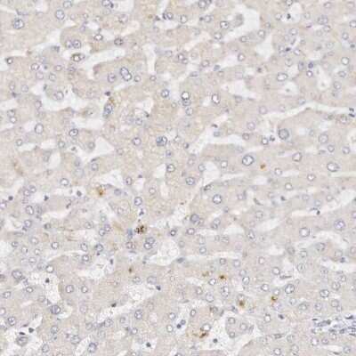 Immunohistochemistry-Paraffin: DNASE1 Antibody [NBP1-84999]