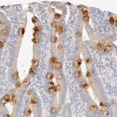 Immunohistochemistry-Paraffin: DNASE1 Antibody [NBP1-84999]