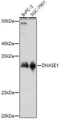 Western Blot: DNASE1 AntibodyAzide and BSA Free [NBP2-92644]