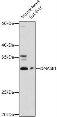 Western Blot: DNASE1 AntibodyAzide and BSA Free [NBP2-92644]