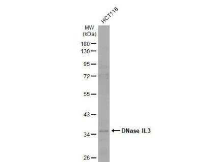 Western Blot: DNASE1L3 Antibody [NBP2-16198]