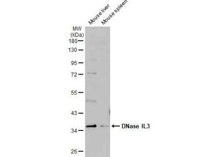 Western Blot: DNASE1L3 Antibody [NBP2-16198]