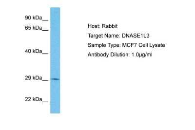 Western Blot: DNASE1L3 Antibody [NBP2-84008]