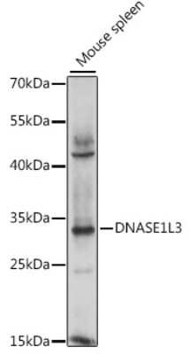 Western Blot: DNASE1L3 AntibodyAzide and BSA Free [NBP2-92255]