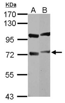 Western Blot: DNCIC1 Antibody [NBP2-16201]