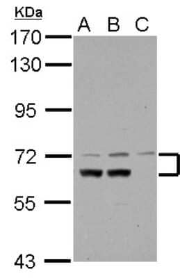 Western Blot: DNCIC1 Antibody [NBP2-16202]