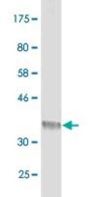 Western Blot: DNER Antibody (2F3) [H00092737-M02]