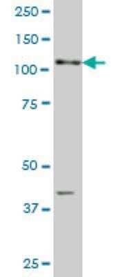 Western Blot: DNER Antibody (4E8) [H00092737-M03]