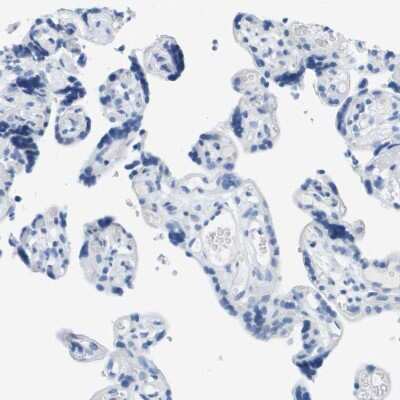 Immunohistochemistry-Paraffin: DNER Antibody [NBP1-88665]