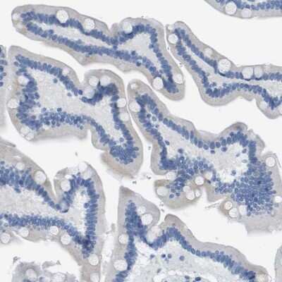 Immunohistochemistry-Paraffin: DNER Antibody [NBP1-88665]