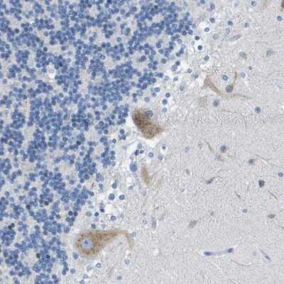 Immunohistochemistry-Paraffin: DNER Antibody [NBP1-88665]