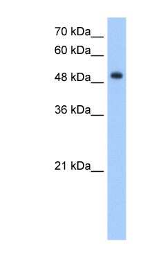 Western Blot: DNER Antibody [NBP1-79415]