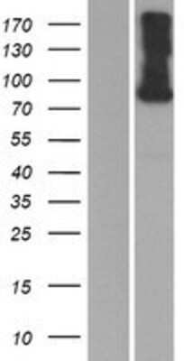 Western Blot: DNER Overexpression Lysate [NBP2-05608]