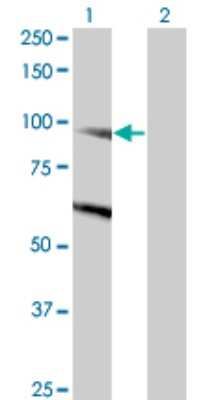 Western Blot: DNMBP Antibody (3H7) [H00023268-M03]