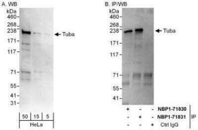 Western Blot: DNMBP Antibody [NBP1-71830]