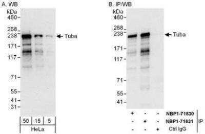 Western Blot: DNMBP Antibody [NBP1-71831]